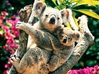 pic for koala bear